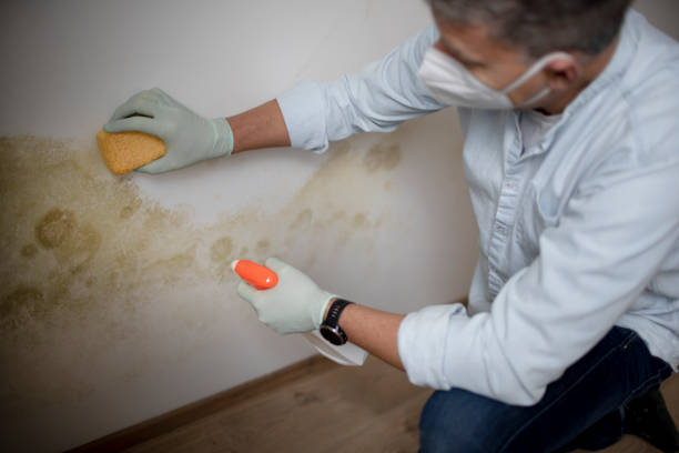 Best Health and Safety Mold Remediation in Middleborough Center, MA
