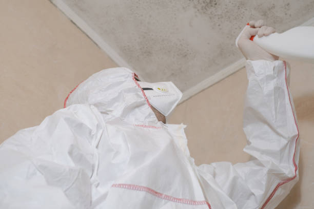 Best Black Mold Remediation in Middleborough Center, MA