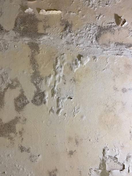 Best Insurance-Related Mold Remediation in Middleborough Center, MA